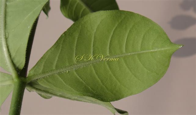  Leaf (Abaxial view)